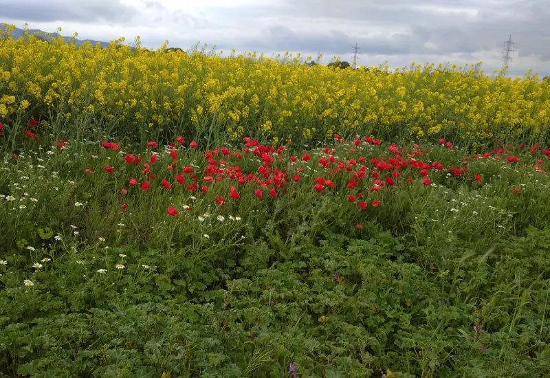 Paisaje Primavera