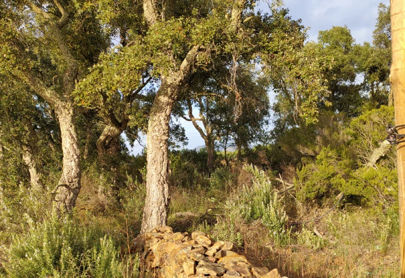 Encinas