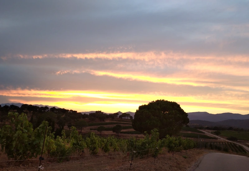 Viñedos