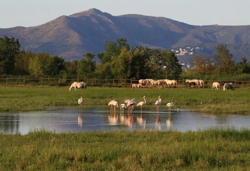 Aiguamolls Empordà